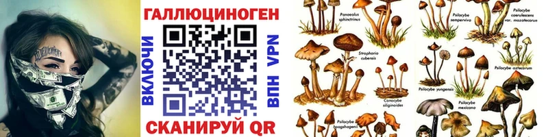 darknet состав  Павловск  Псилоцибиновые грибы прущие грибы 